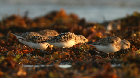 Drieteen strandlopers