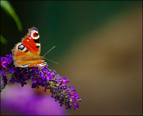 vlinder............................