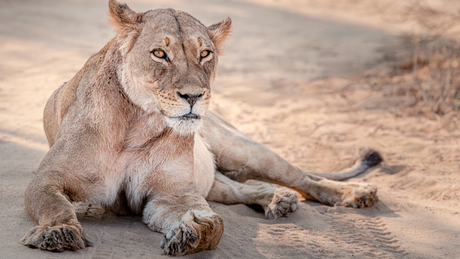 on the lookout - South Africa - Kgalgadi 