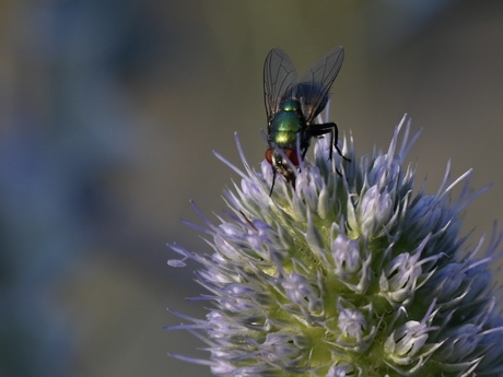 Blauwe zeedistel met groene vleesvlieg