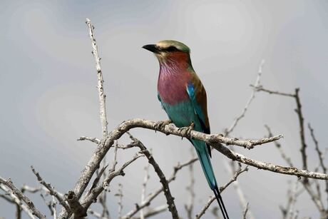 Namibië, vorkstaart Scharrelaar