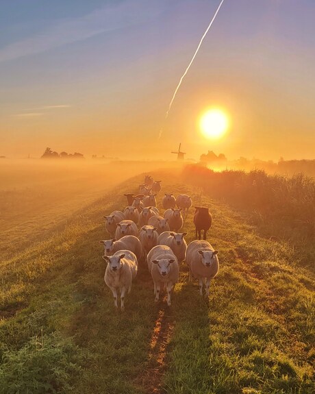 Nieuwsgierige dames 