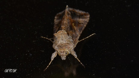 Tortricidia flexuosa