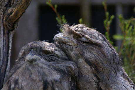 Sleeping Statue