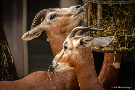 Mhorrgazelles ..