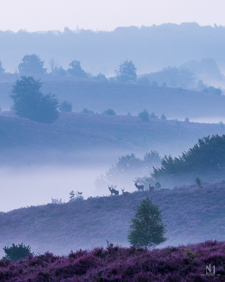 Ochtend op de Veluwe