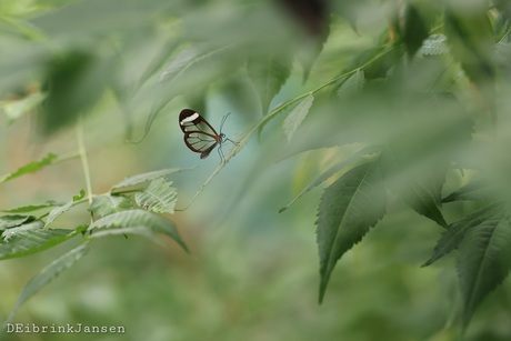 Glasvlinder in sprookjeswereld