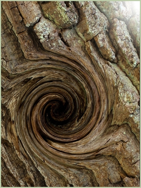 Vortex in an old Oak tree