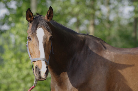 nog een paard