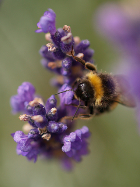 Hommel op zoek naar eten