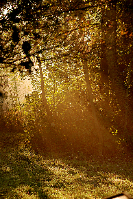 Herfts licht in de ochtend #2