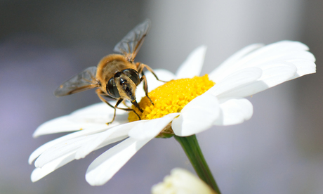 Vlieg op bloem