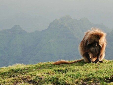 Ontbijtende Gelada in Simien Moutains, Ethiopie