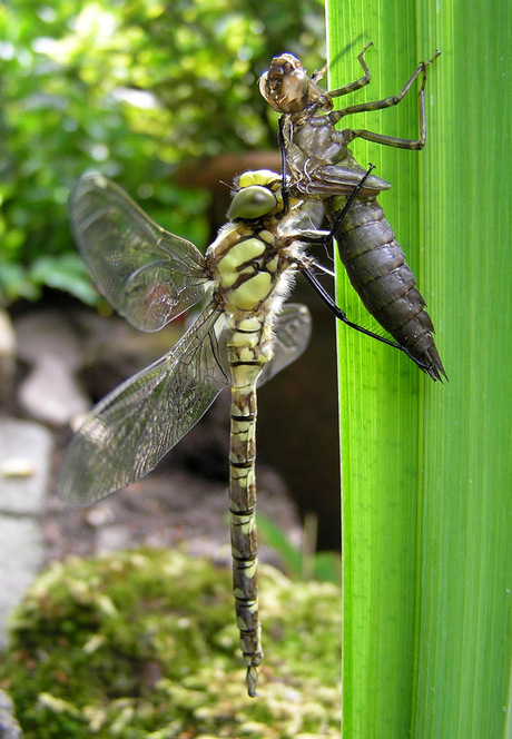 Oefenen vleugels libelle