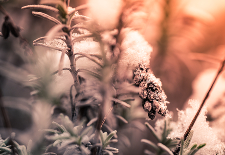 ondergaande zon in de winter