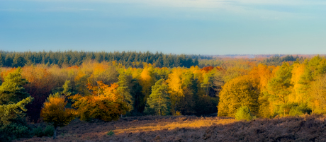 Herfst in Prattenburgse bos