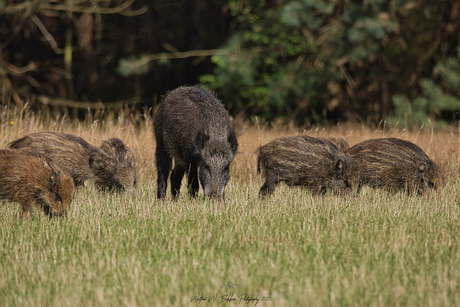 Wilde varkens met frislingen