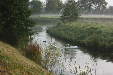 Knobbelzwanen op een mistige ochtend