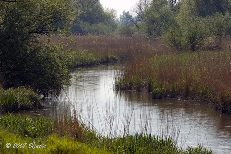 Biesbosch