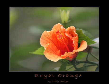 Royal Orange