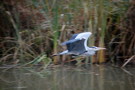 in vogelvlucht