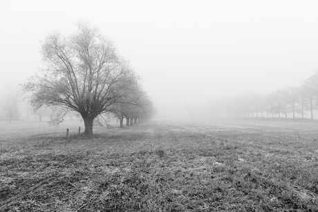 Misty morning