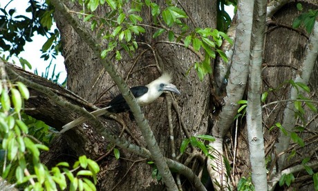 White Crown hornbill. Borneo