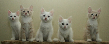 Turkse angora kittens