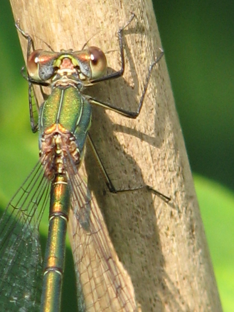 libelle geniet van de zon