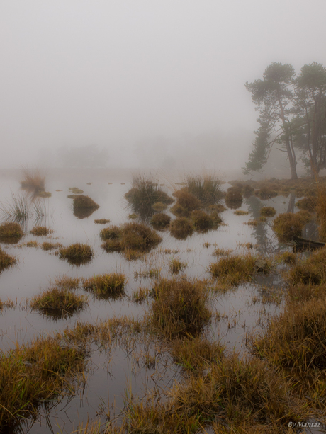 Dead marshes