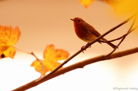 de herfst