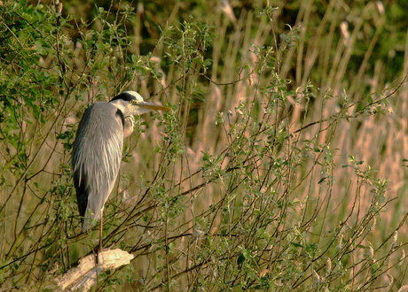 blauwe reiger