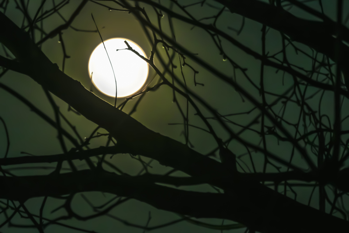 Nevelig matras Voorwaarde Zie de maan schijnt door de bomen - foto van MirKramer - Natuur - Zoom.nl