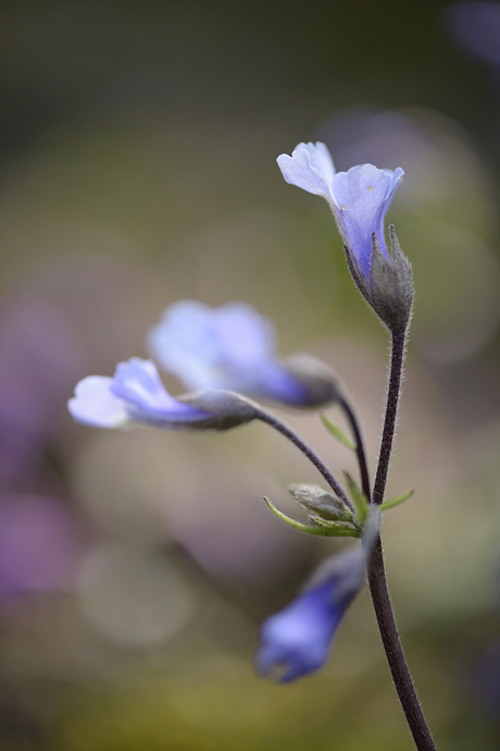 Paars/blauwe bloemetjes