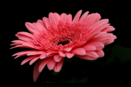 Gerbera