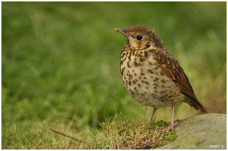 Vogeltje Mondo Verde