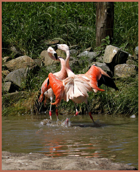 flamingo dans