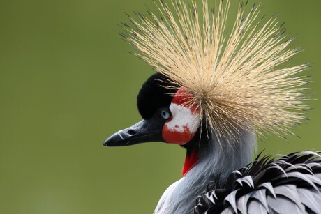 Kraanvogel Avifauna