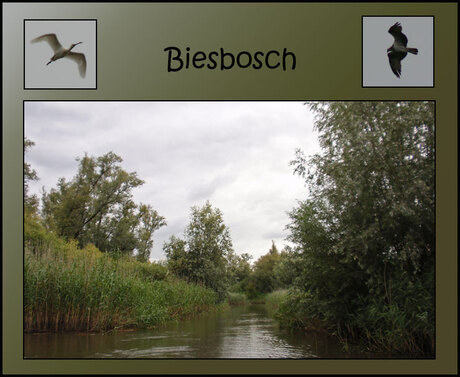 Biesbosch