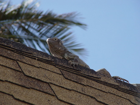 Leguane 2