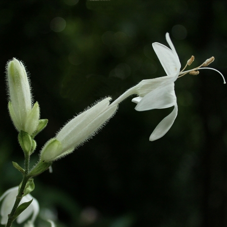 Witte bloem in Burgers Bush