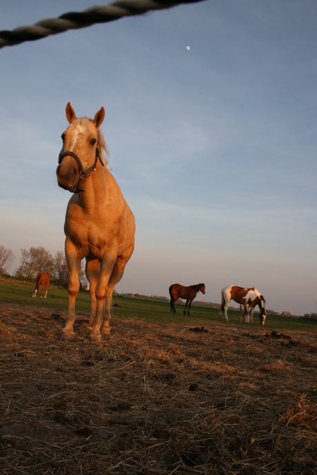 Paard (dat zie je zo)