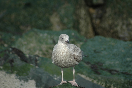 Hoek van Holland