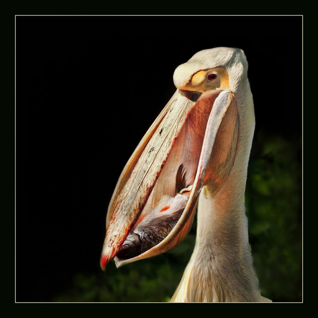 Pelican with meal