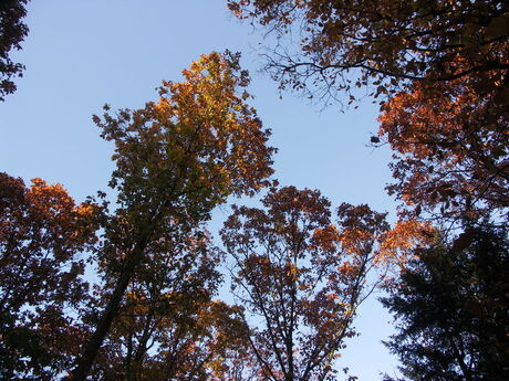 Avondzon in het bos