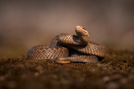 Vipera berus