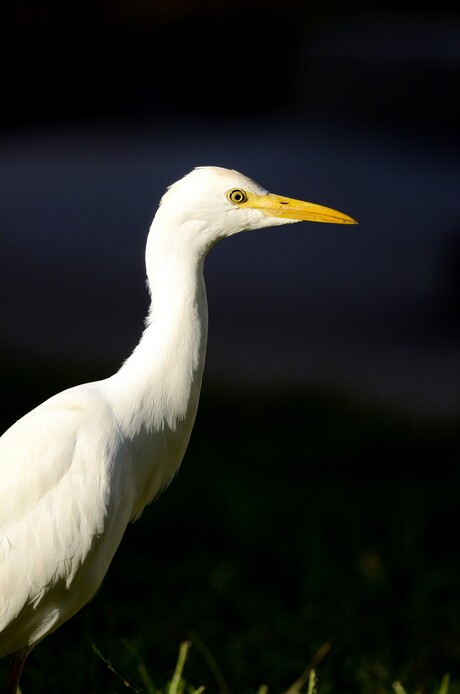 Koereiger