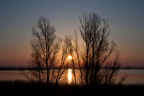 Sunrise trees mirrored