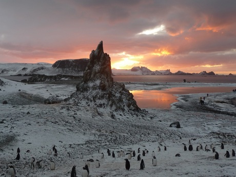Zonsondergang met pinguins