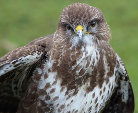 Buizerd